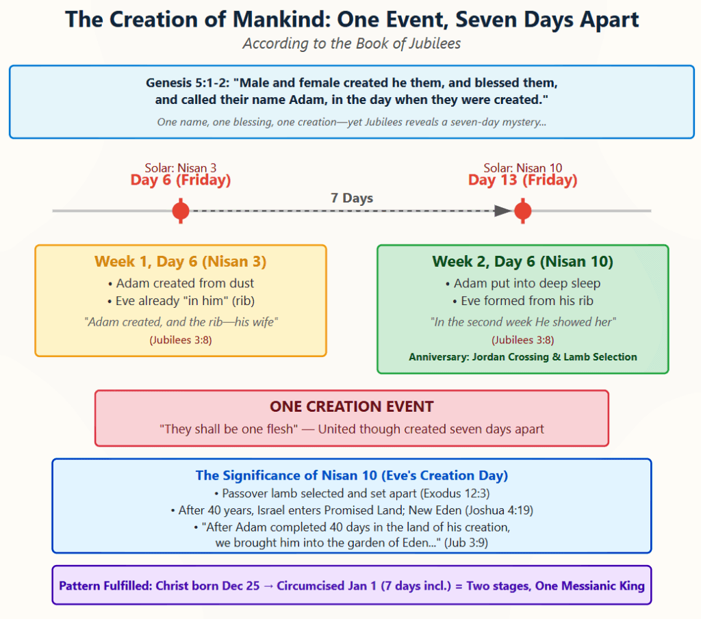Key Elements of the Diagram:
Theological Mapping: The chart demonstrates how the Book of Jubilees interprets Genesis 5:1-2 ("Male and female he created them... and named them Man when they were created") as one unified creation event that unfolds across seven days.
Dual-Stage Creation Pattern:
Week 1, Day 6 (Nisan 3): Adam created from dust, with Eve already present "in him" as his rib
Week 2, Day 6 (Nisan 10): Eve formed from Adam's rib after his deep sleep
Prophetic Timeline Significance:
The seven-day gap creates a meaningful pattern
Both events occur on Friday (the 6th day)
Nisan 10 holds special significance as both:
The day Israel crossed the Jordan (Joshua 4:19)
The day the Passover lamb is selected (Exodus 12:3)
Typological Fulfillment: The diagram concludes with a parallel to Christ's birth (December 25) and circumcision (January 1), showing another "two stages, one King" pattern spanning 8 days.
This visual representation effectively demonstrates the concept of figurative fulfillment where a single divine act (creation of mankind) manifests across multiple temporal points while maintaining its essential unity—"they shall be one flesh."
